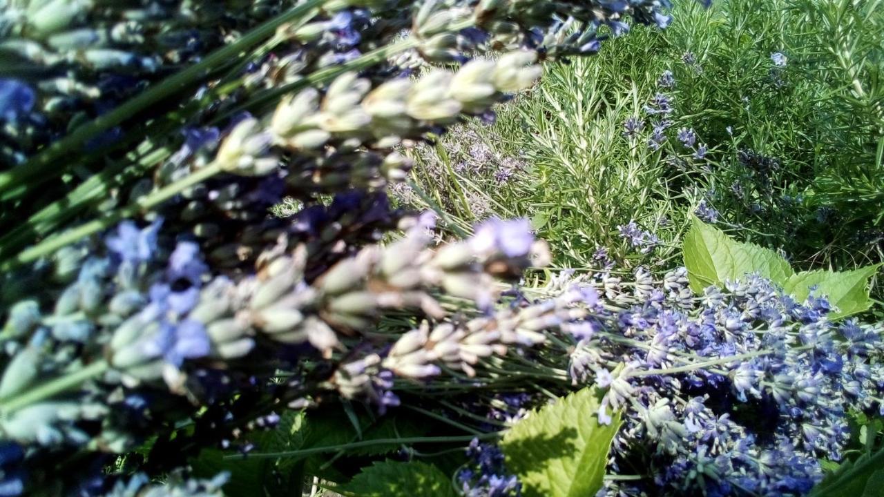Soba Lavanda Kladovo Eksteriør bilde